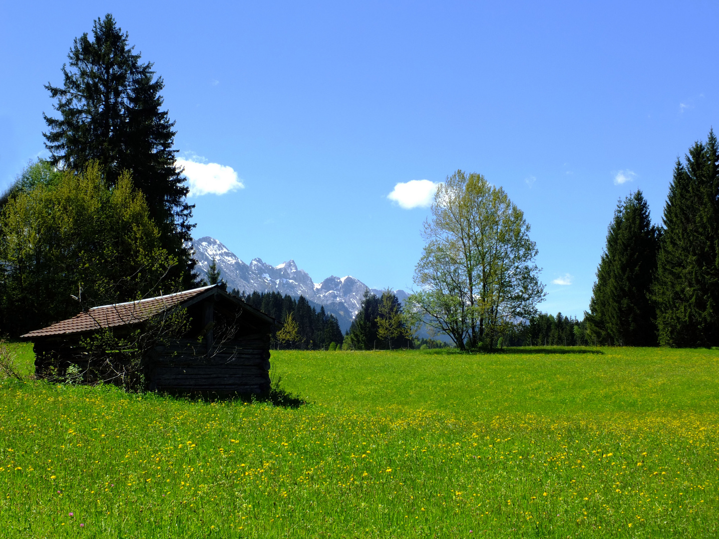 Frühlingswiese bei Krün