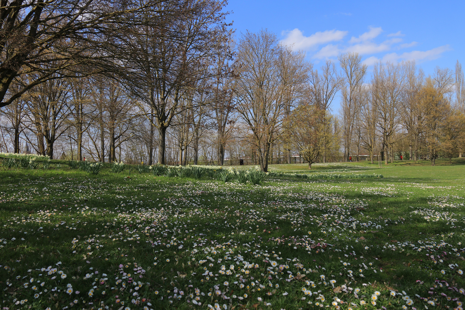 Frühlingswiese