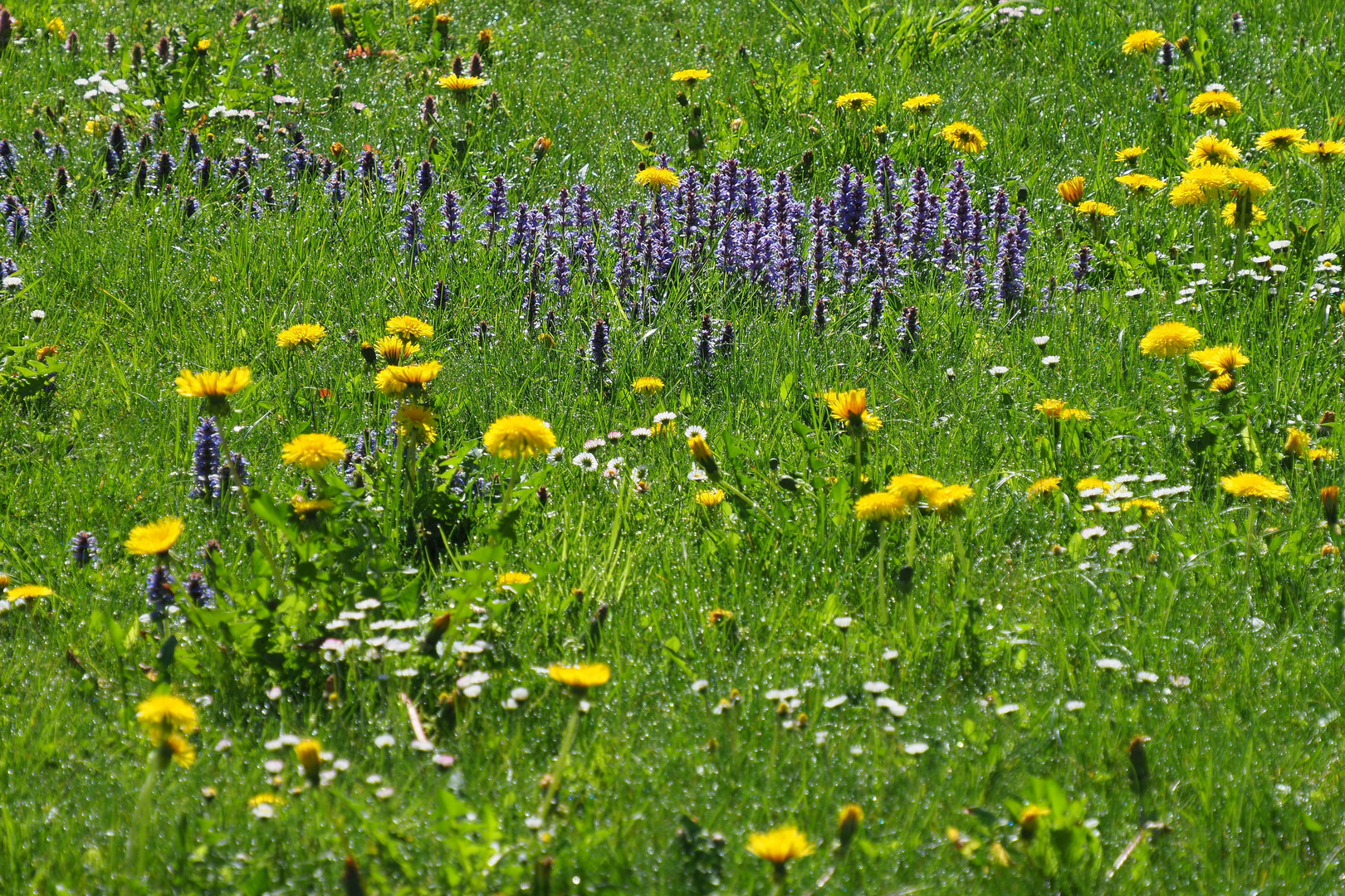 FRÜHLINGSWIESE Foto & Bild natur, motive Bilder auf