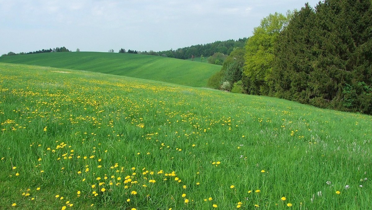 Frühlingswiese