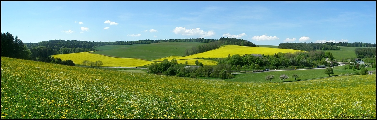 Frühlingswiese...