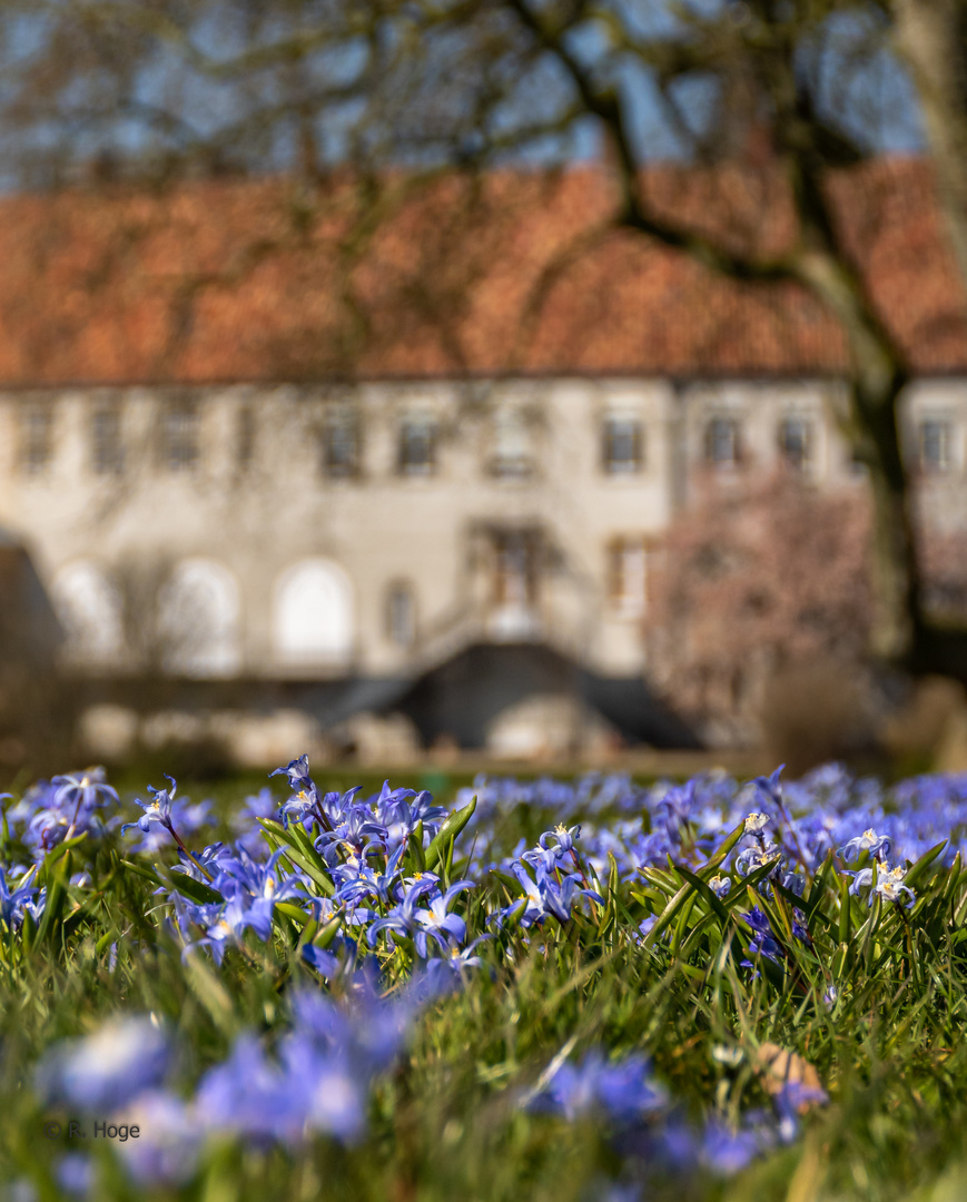 Frühlingswiese