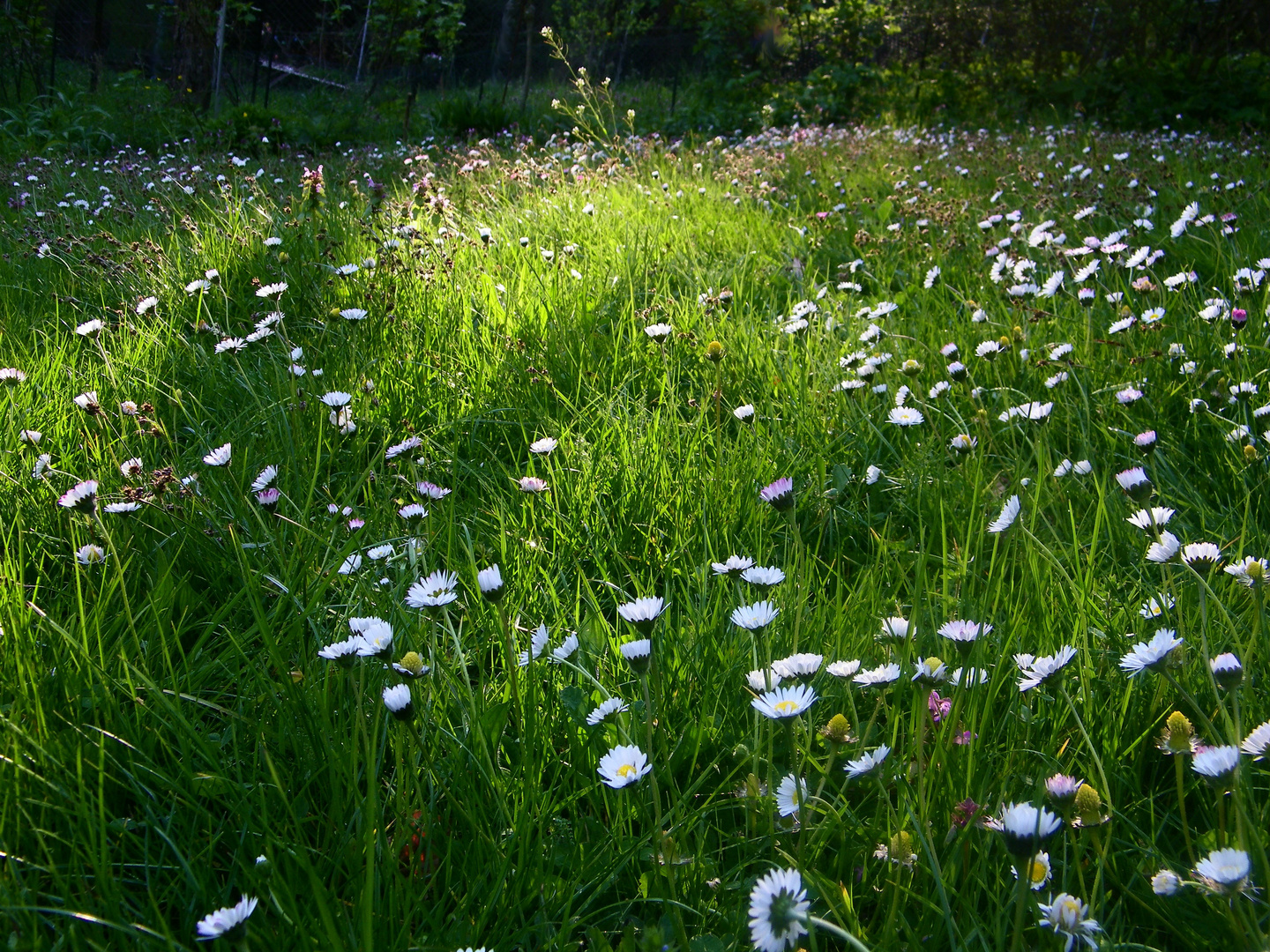 Frühlingswiese