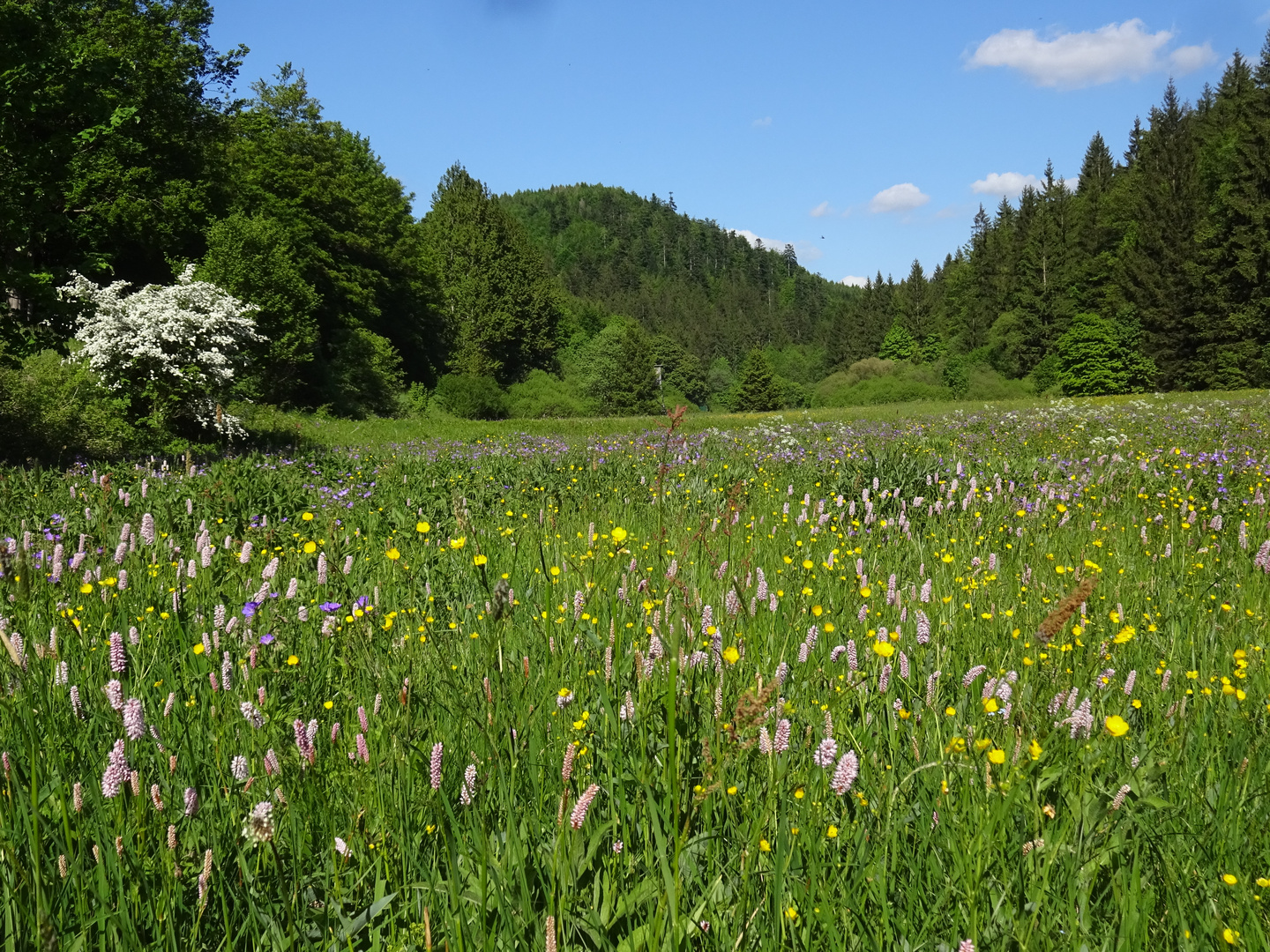 Frühlingswiese