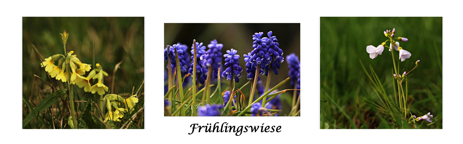 Frühlingswiese