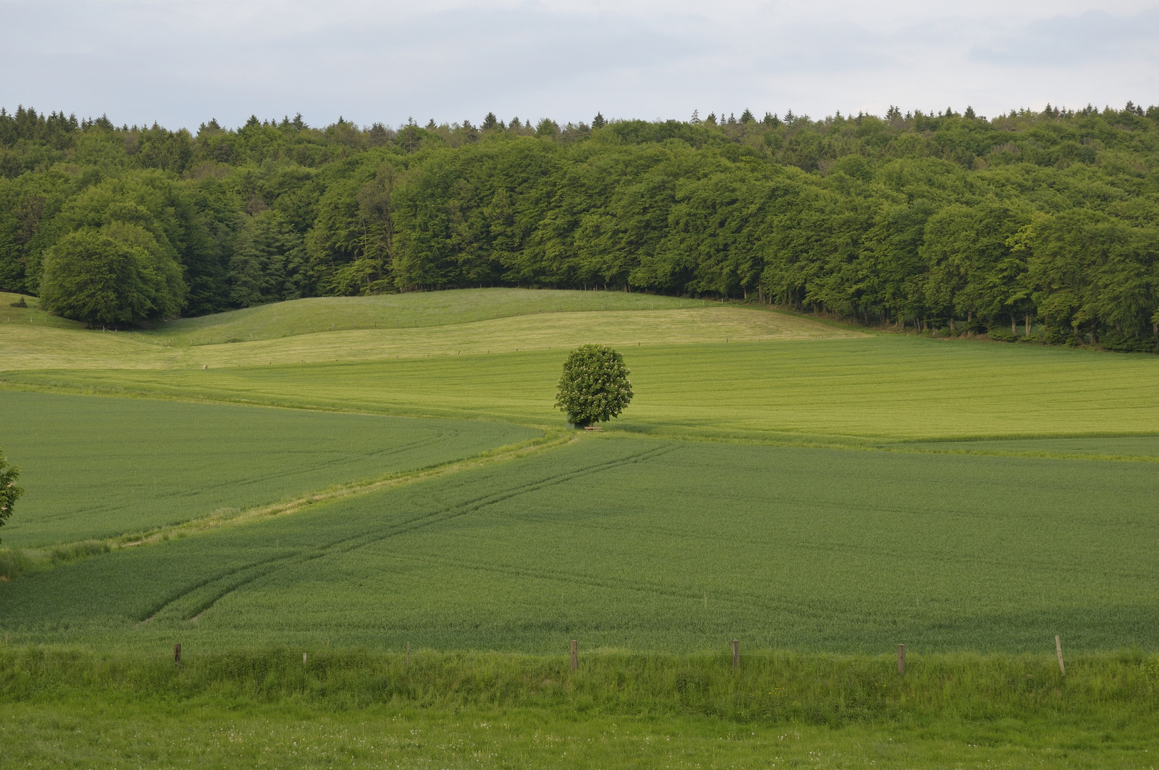 Frühlingswiese