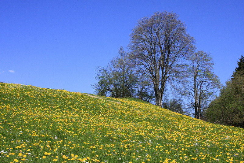 Frühlingswiese im Allgäu