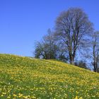 Frühlingswiese im Allgäu