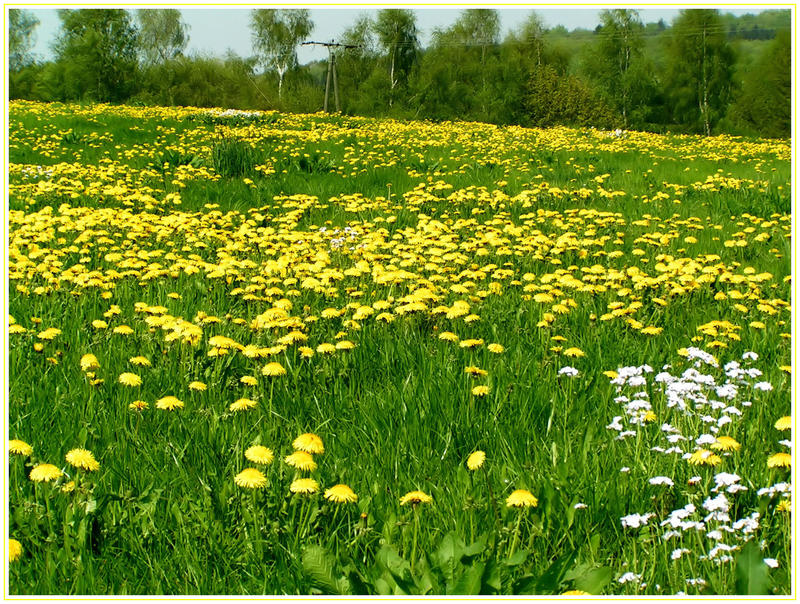 Frühlingswiese im Bergischen Land