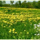 Frühlingswiese im Bergischen Land