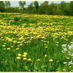 Frühlingswiese im Bergischen Land