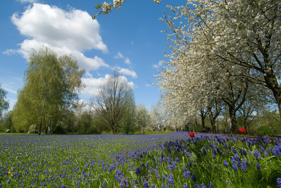 Frühlingswiese im Britzer Garten Foto & Bild