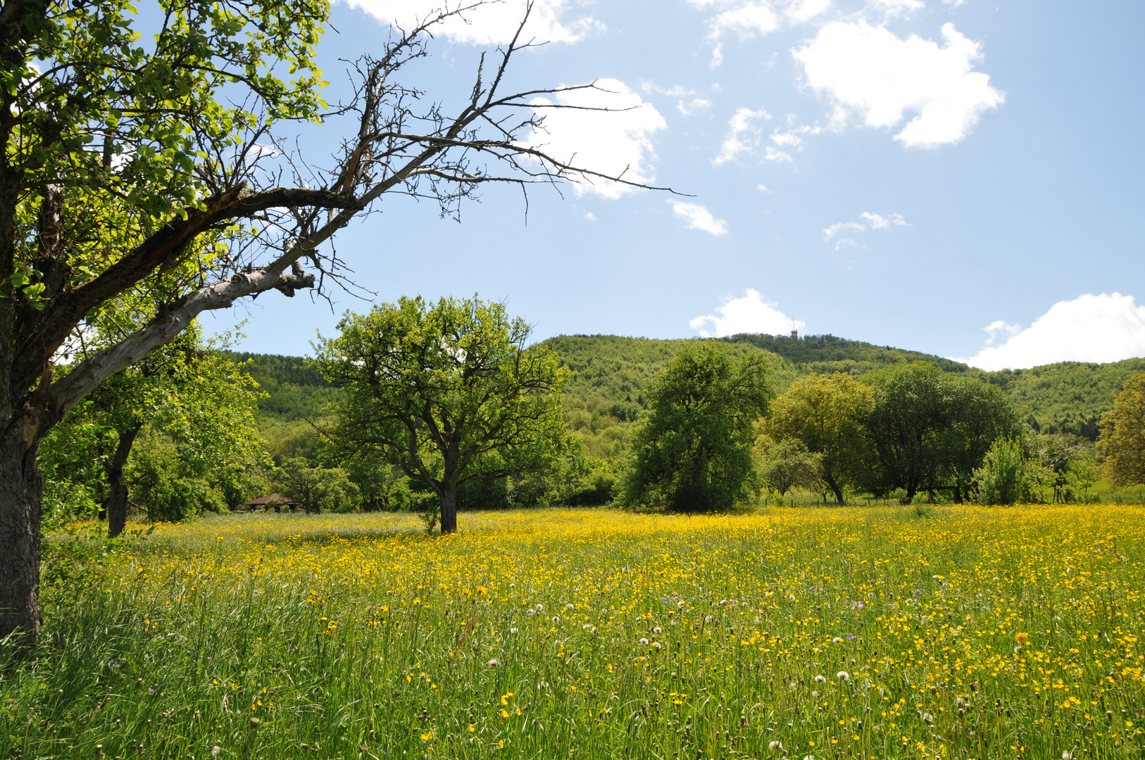 Frühlingswiese im Hintergrund der Roßberg Foto & Bild landschaft