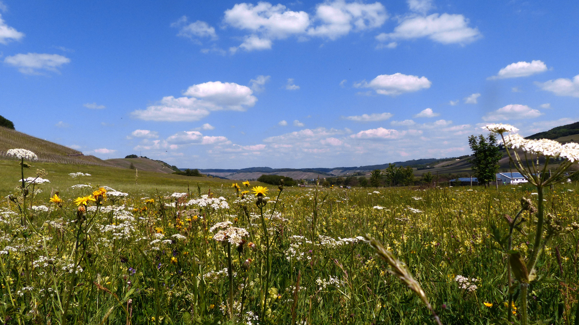 °°°° Frühlingswiese im Moseltal °°°°