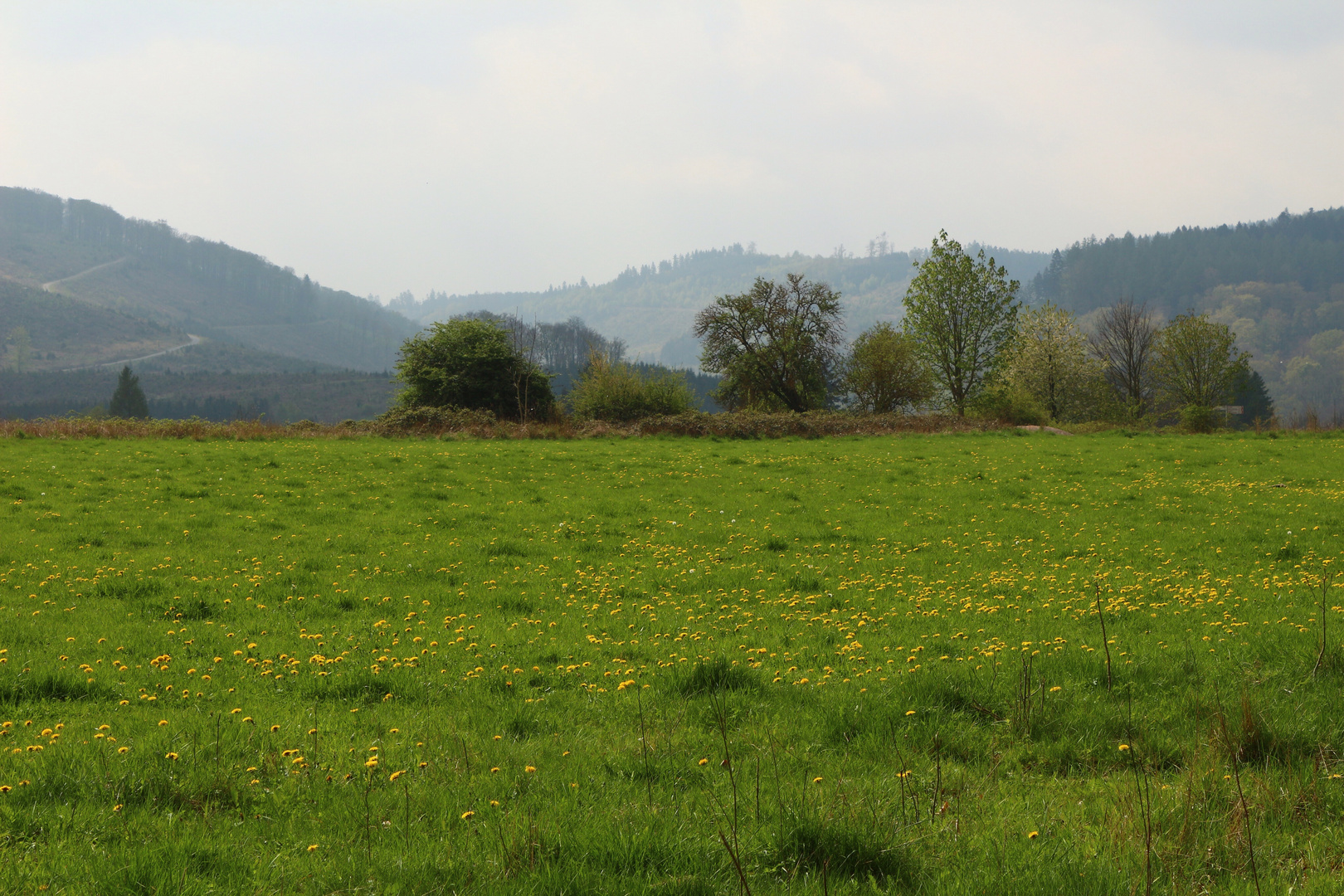 Frühlingswiese im Sauerland ...