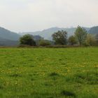 Frühlingswiese im Sauerland ...