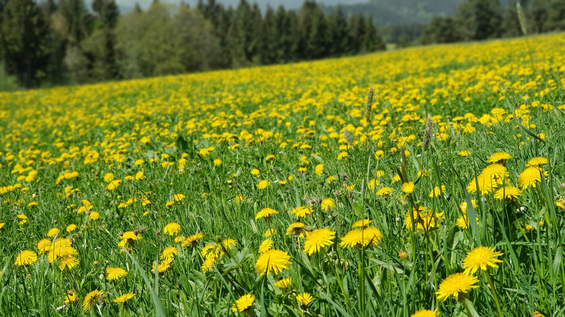 Frühlingswiese im Schwarzwald