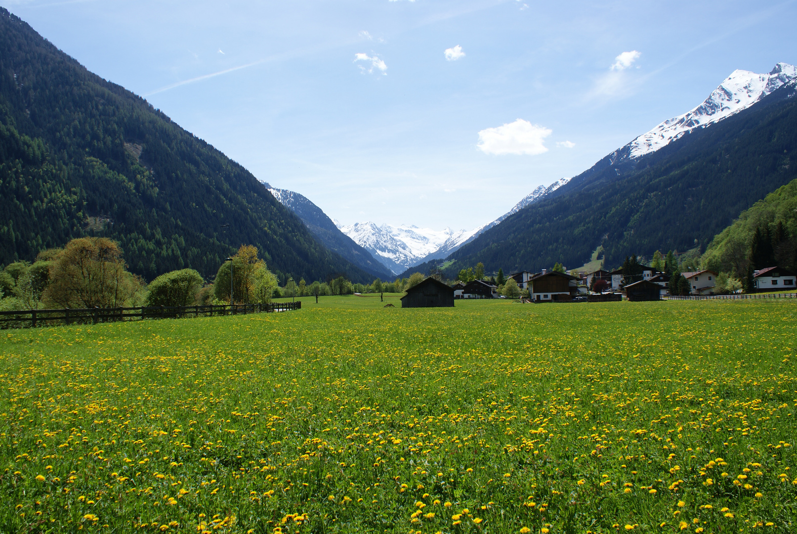 Frühlingswiese im Stubaital