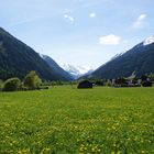 Frühlingswiese im Stubaital