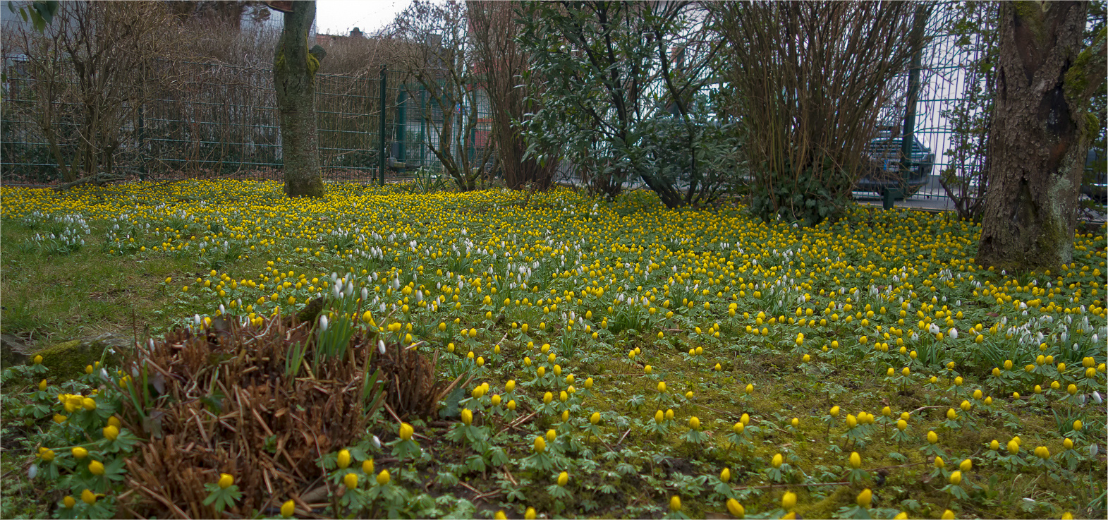 Frühlingswiese im Vorgarten