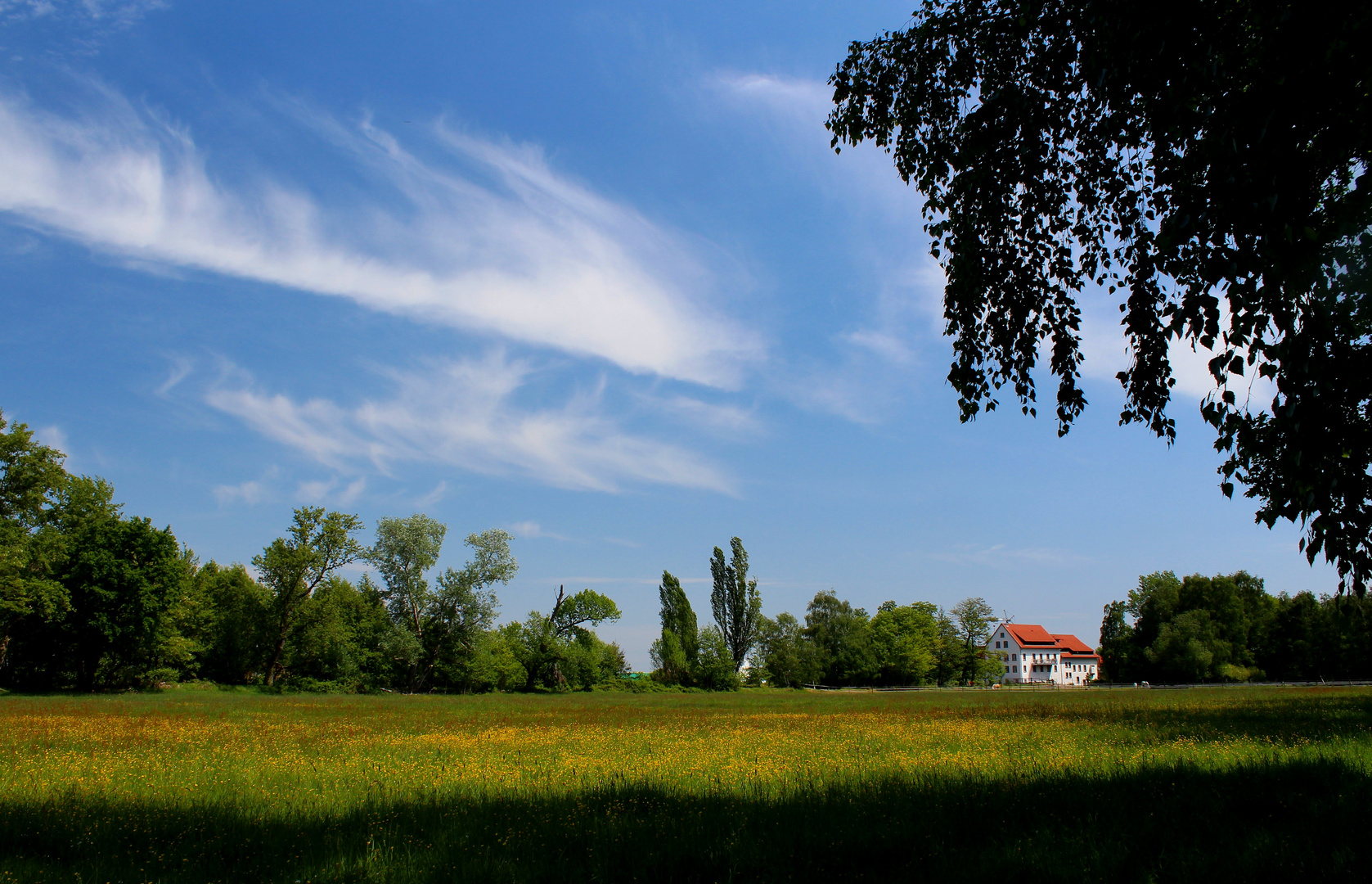 Frühlingswiese in der Pfalz