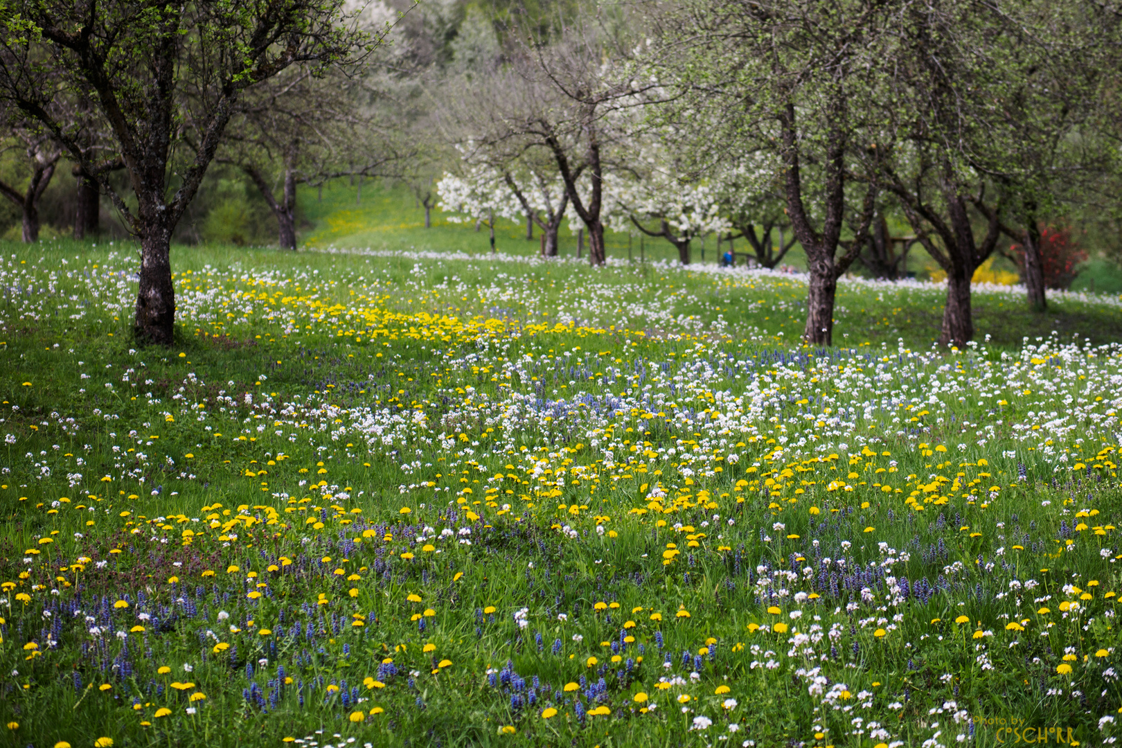 Frühlingswiese in voller Pracht Foto & Bild frühling, natur