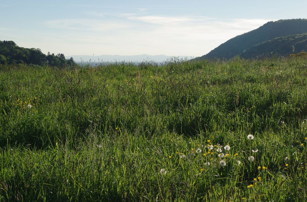 Frühlingswiese mit Aussicht