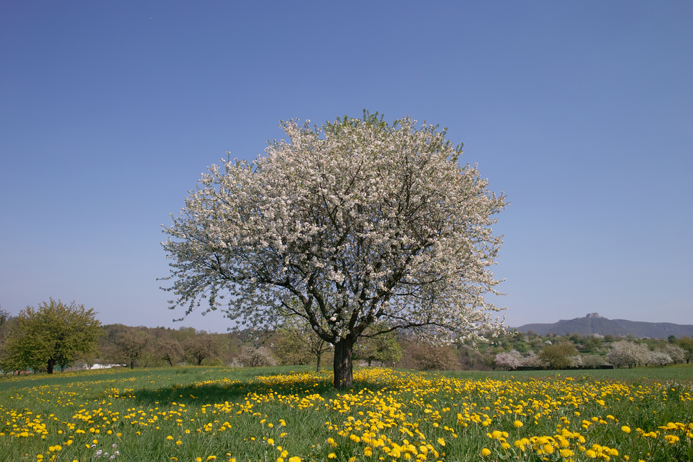 Frühlingswiese mit Aussicht auf den Hohen Neuffen