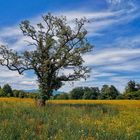 Frühlingswiese mit Baum