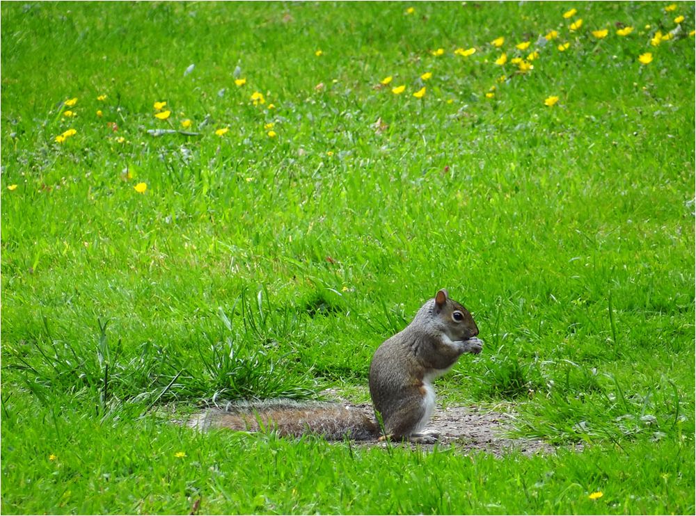 Frühlingswiese mit Hörnchen