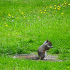 Frühlingswiese mit Hörnchen