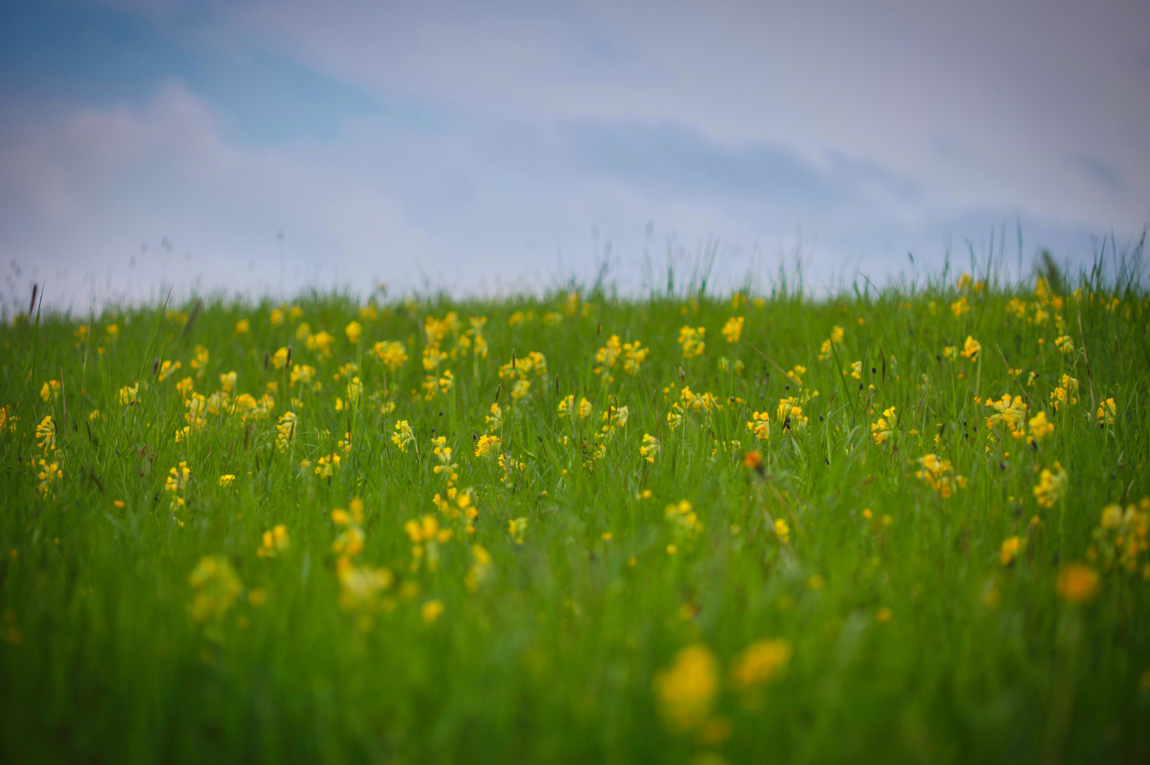 Frühlingswiese mit Schlüsselblumen