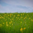 Frühlingswiese mit Schlüsselblumen