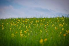 Frühlingswiese mit Schlüsselblumen