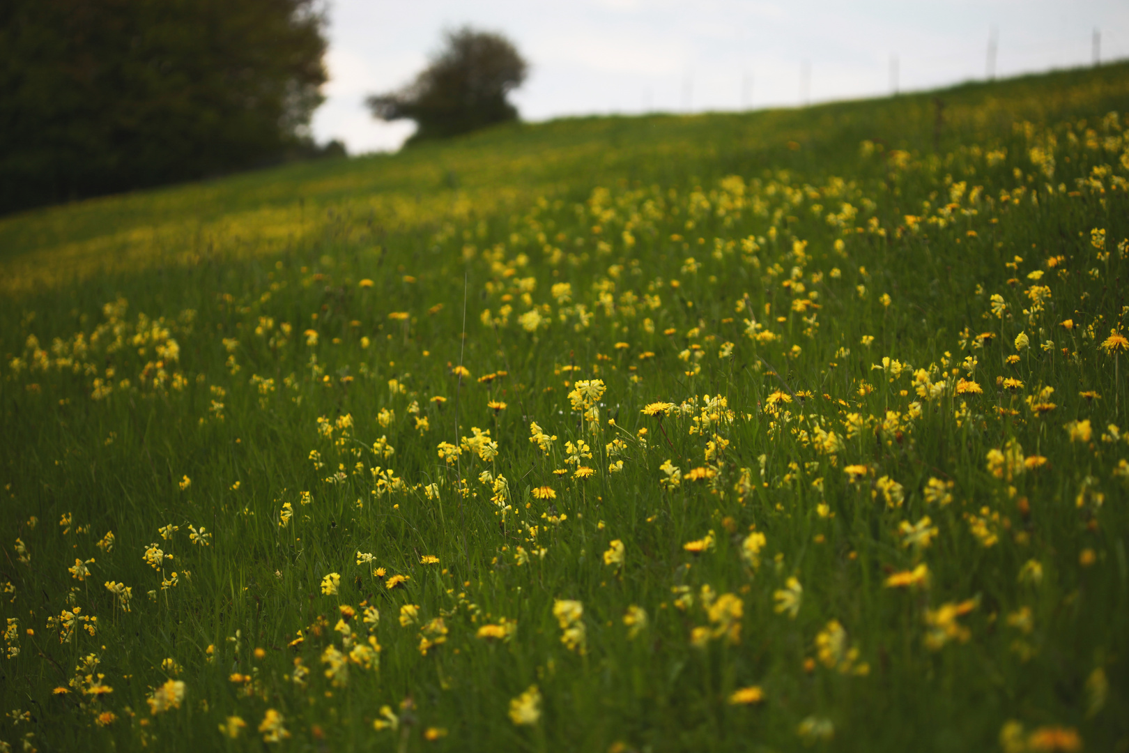 Frühlingswiese mit Schlüsselblumen