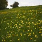 Frühlingswiese mit Schlüsselblumen