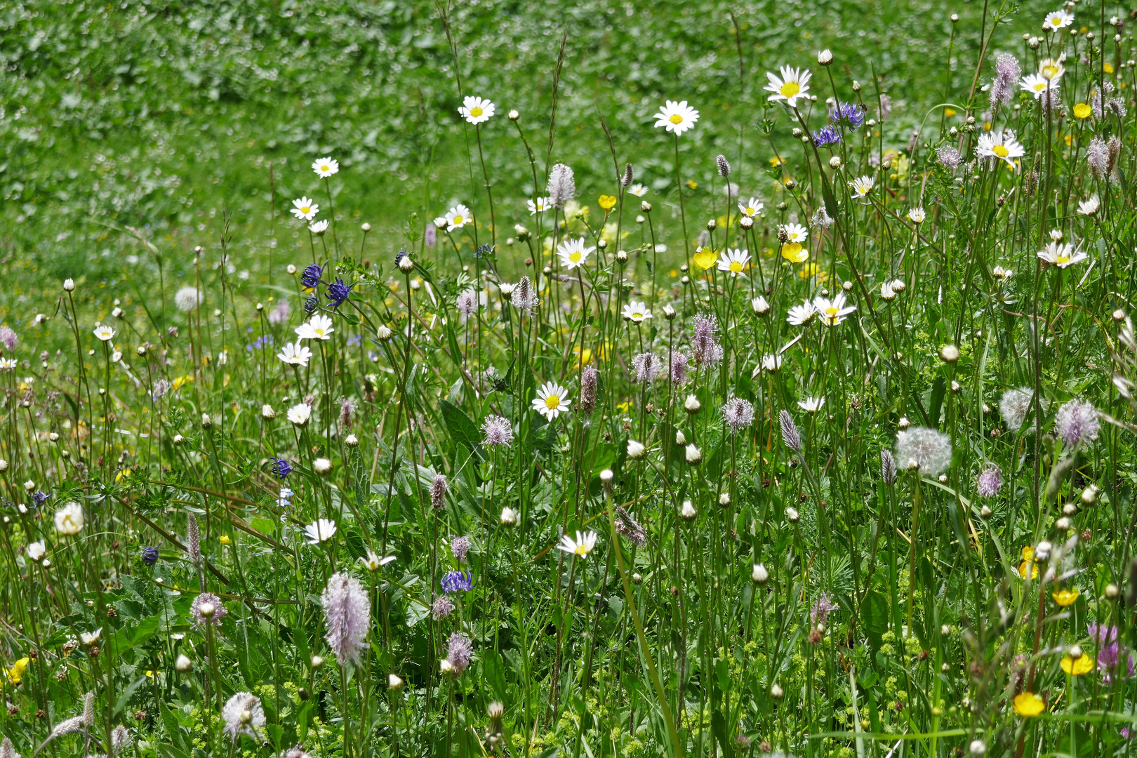 Frühlingswiese Mitte Juni