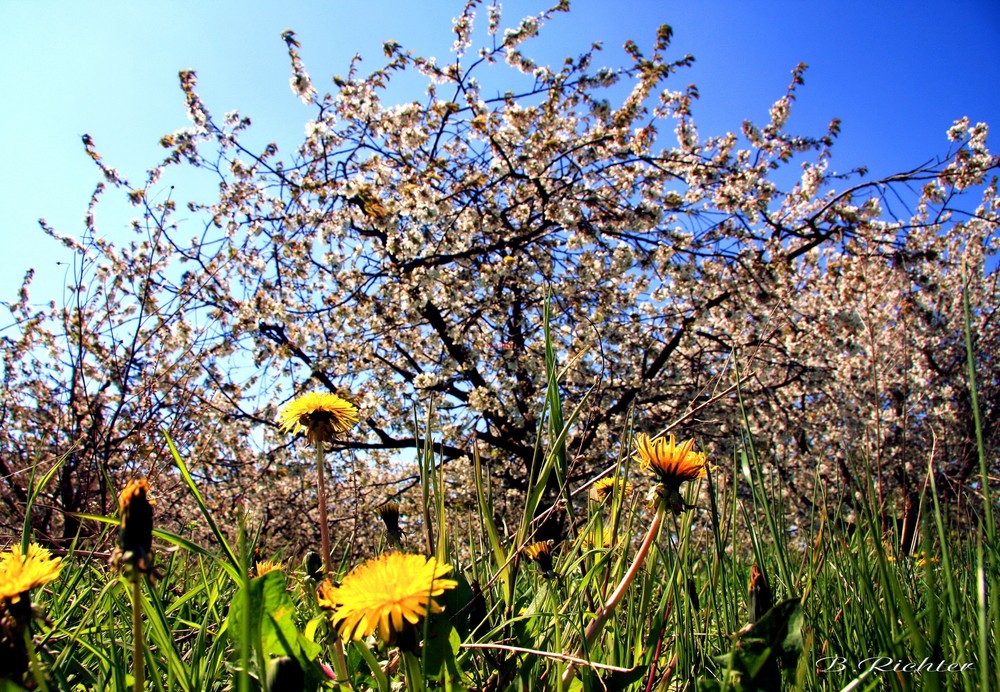 Frühlingswiese unter Obstblüte