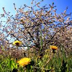 Frühlingswiese unter Obstblüte