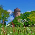 Frühlingswiese vor dem Ferberturm in Gera 