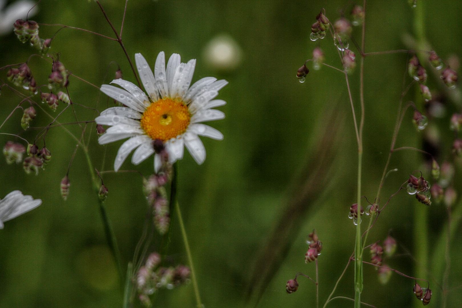 Frühlingswiesen 2