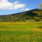 Frühlingswiesen Oberammergau