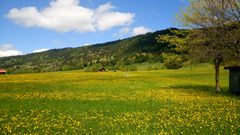 Frühlingswiesen Oberammergau