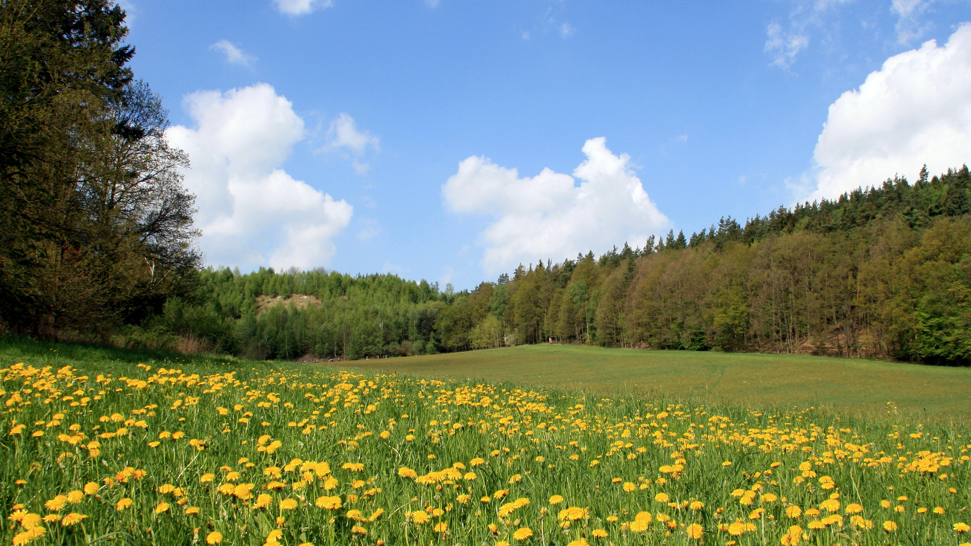 Frühlingswiesentraum