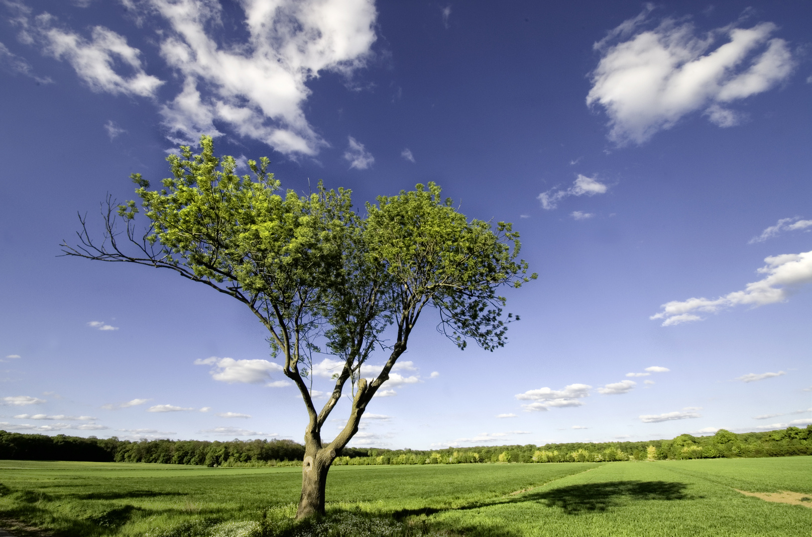 Frühlingswind