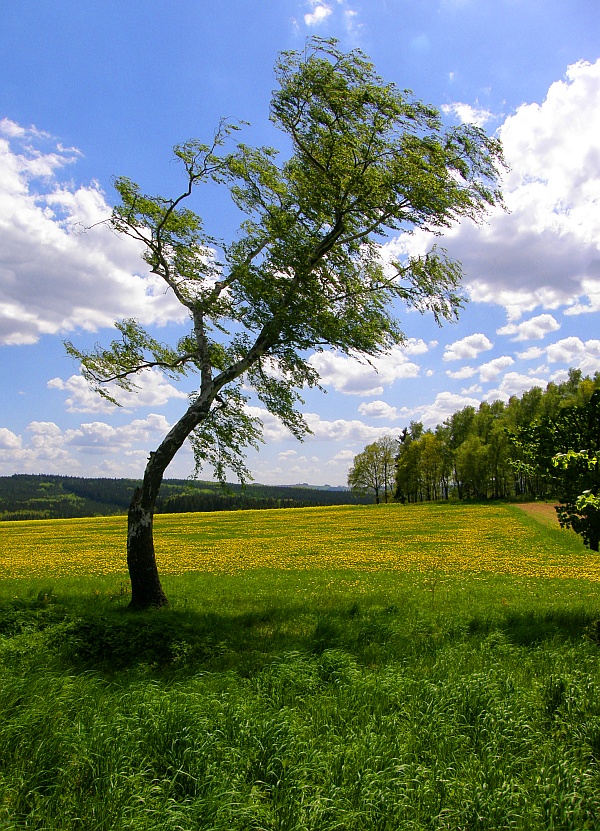 Frühlingswind