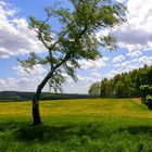 Frühlingswind