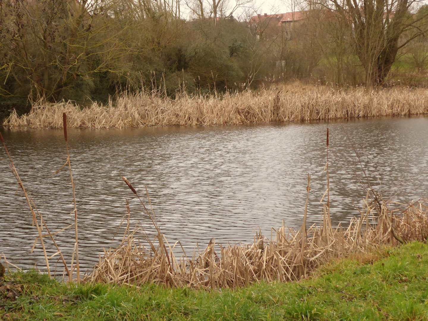 Frühlingswind über dem Teich