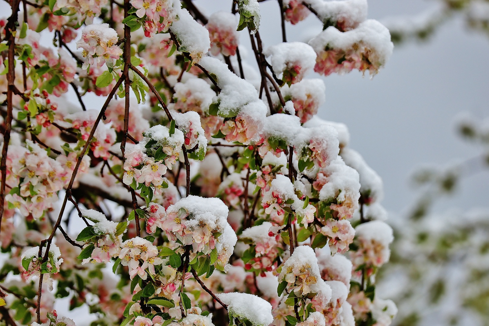 Frühlingswinter