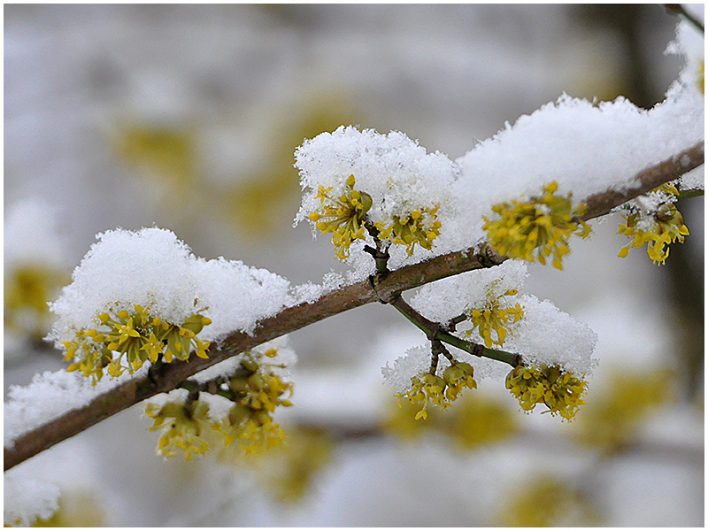 Frühlingswinter oder Winterfrühling?